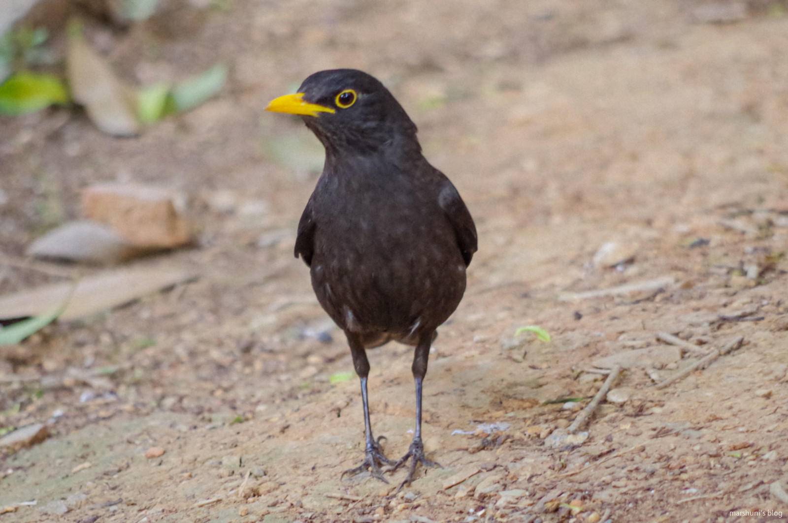 其中最喜欢的小鸟是乌鸫~^3^